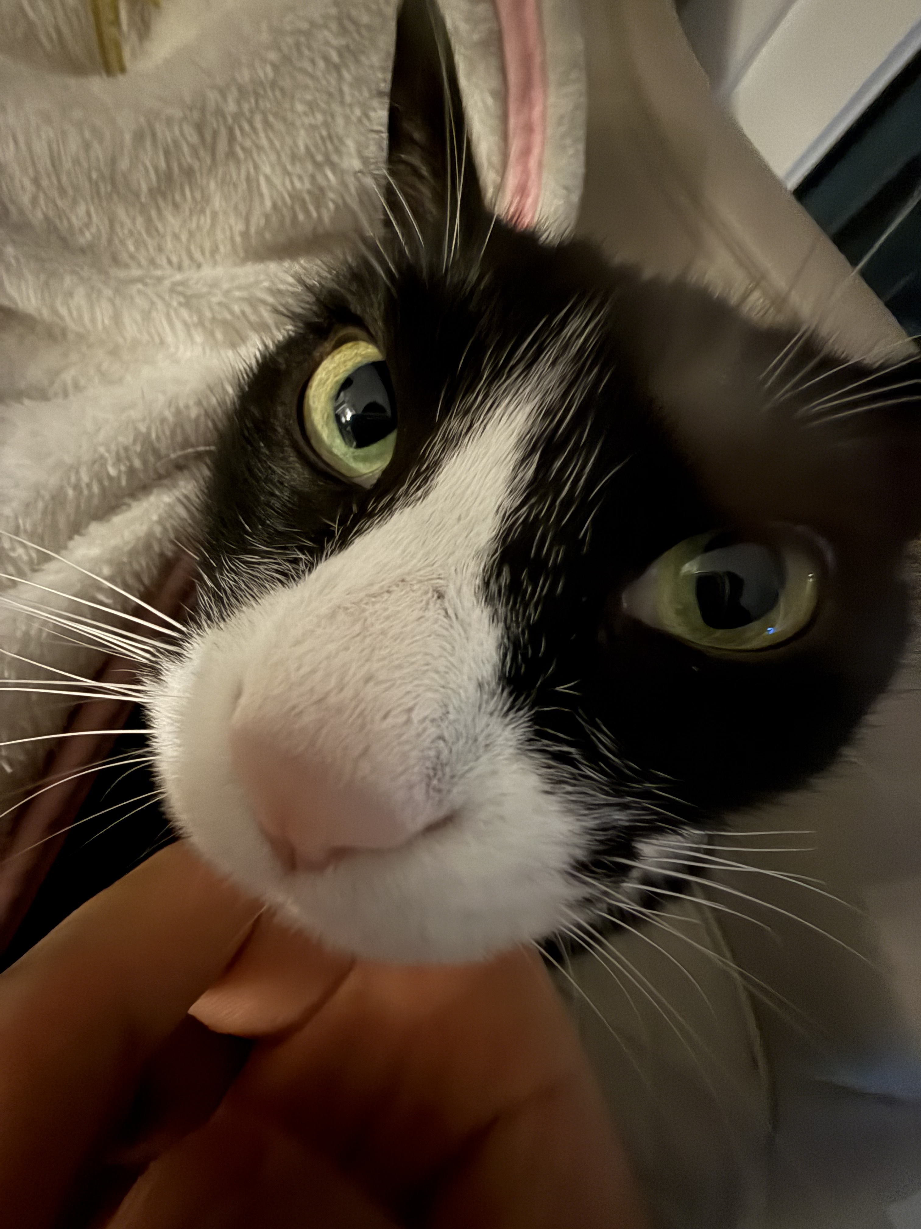 건들면 물어뜯는다