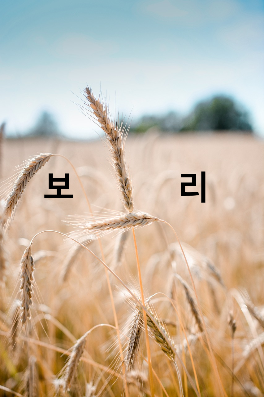 시보리10
