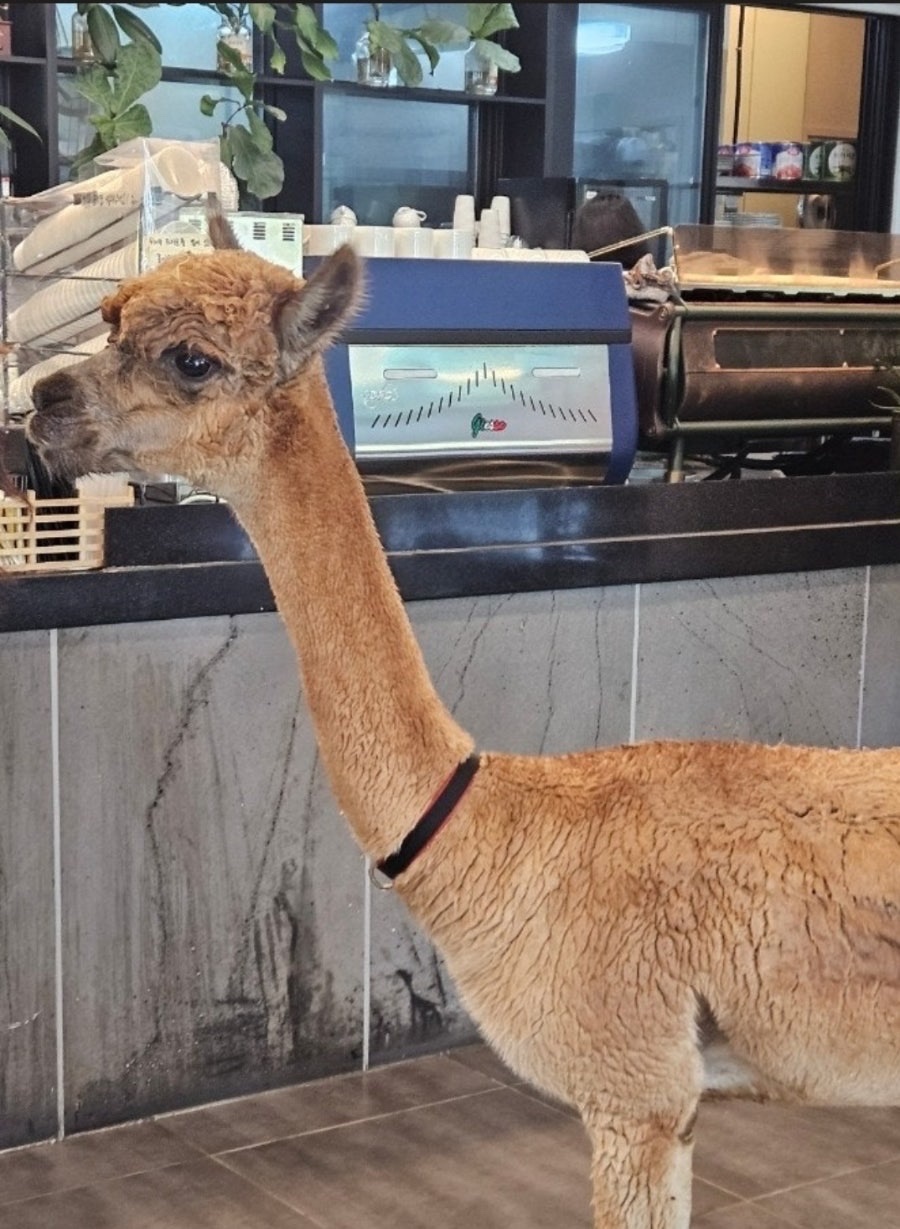 라마Llama