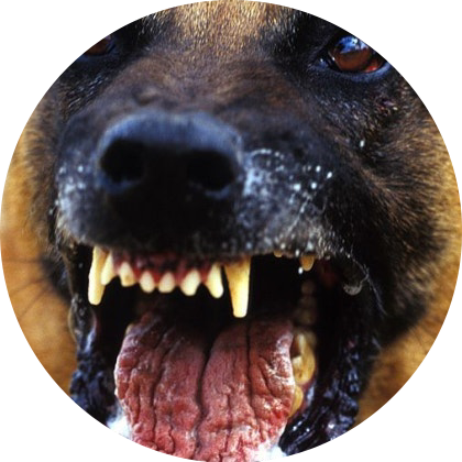 플라스틱 개밥그릇