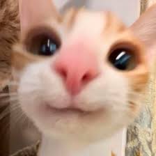 애옹애옹애옹이