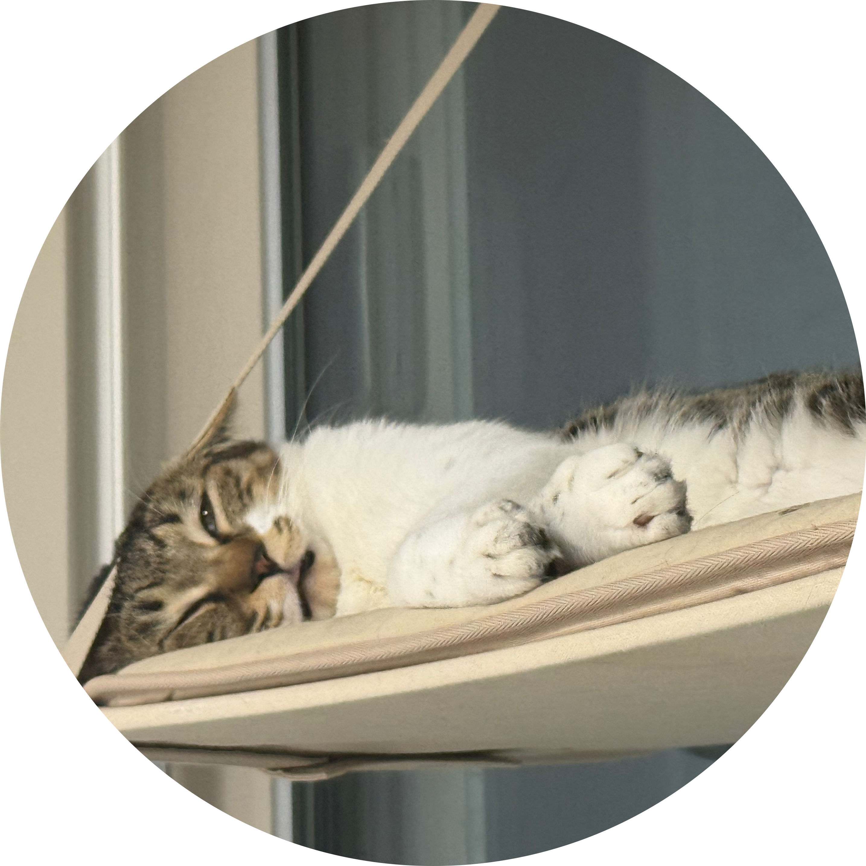 괭이괭이괭이괭이