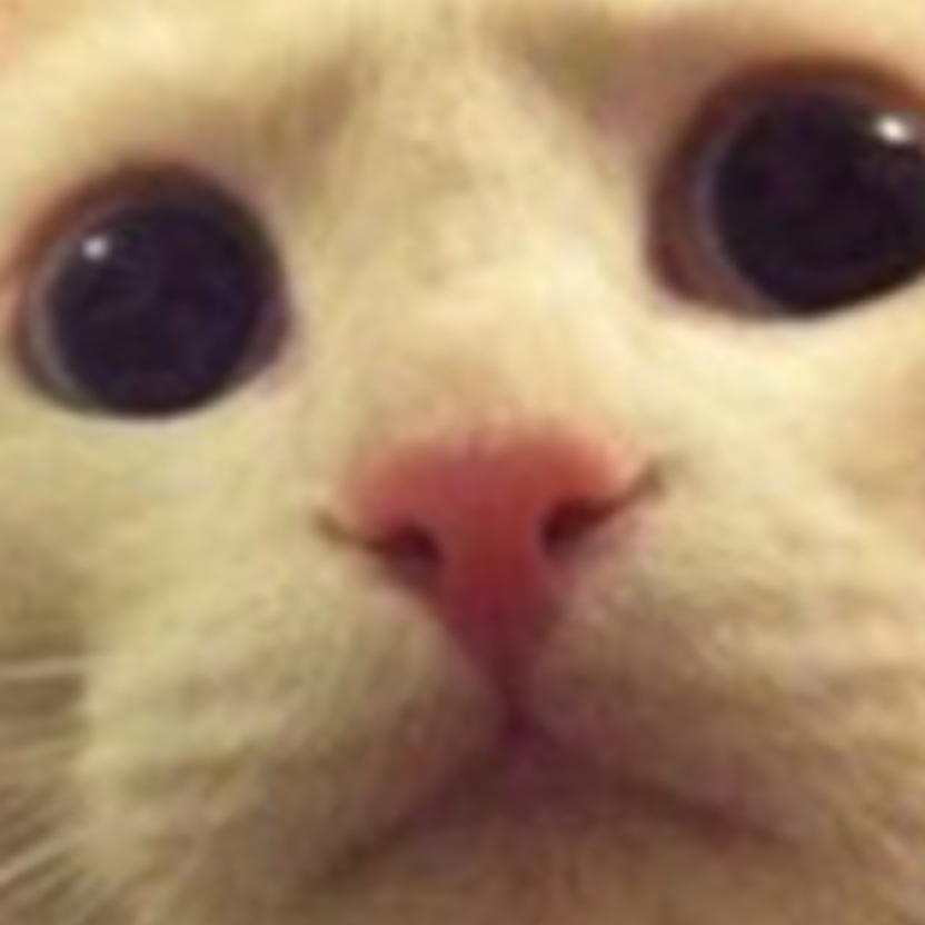 눈너사리