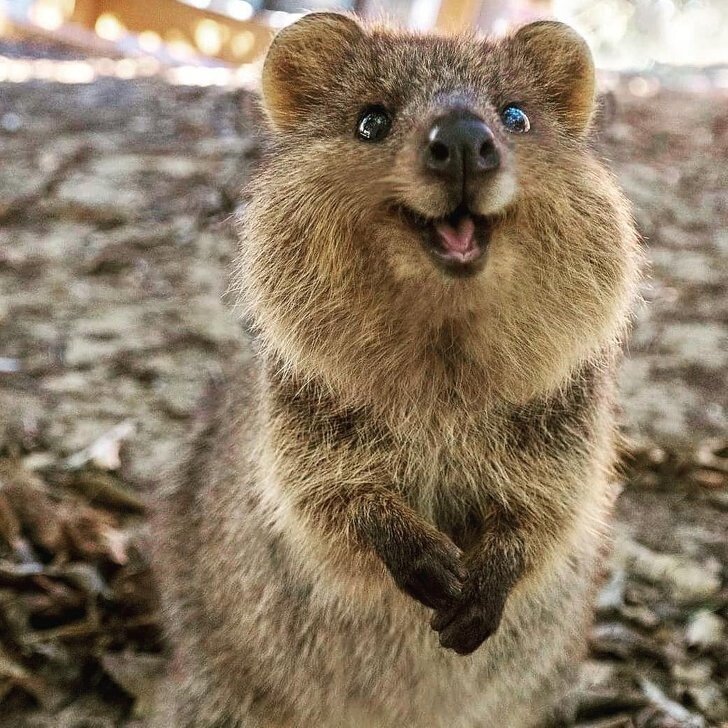 quokka123