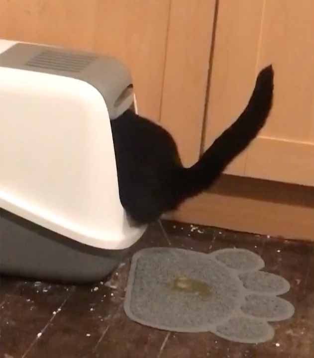 오줌싸는고양이