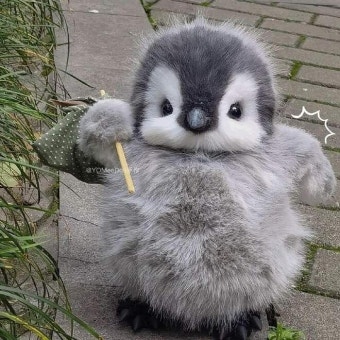 팽기니이비니이