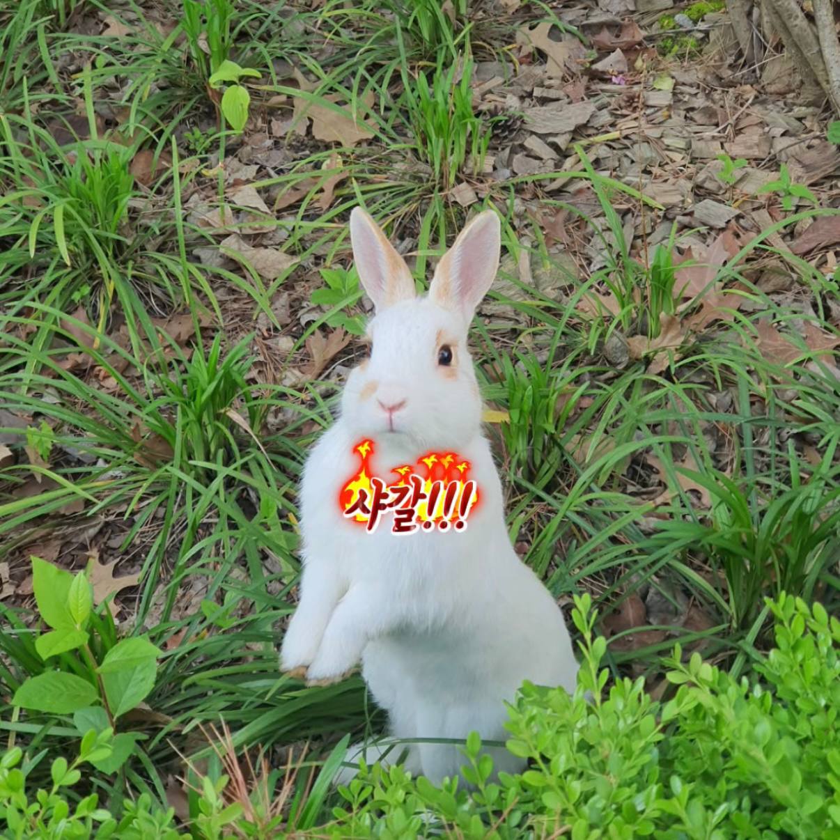 발라도하에리스