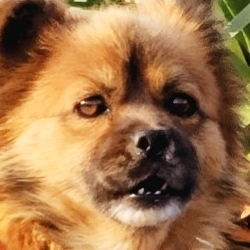 내가 니 강아지냐