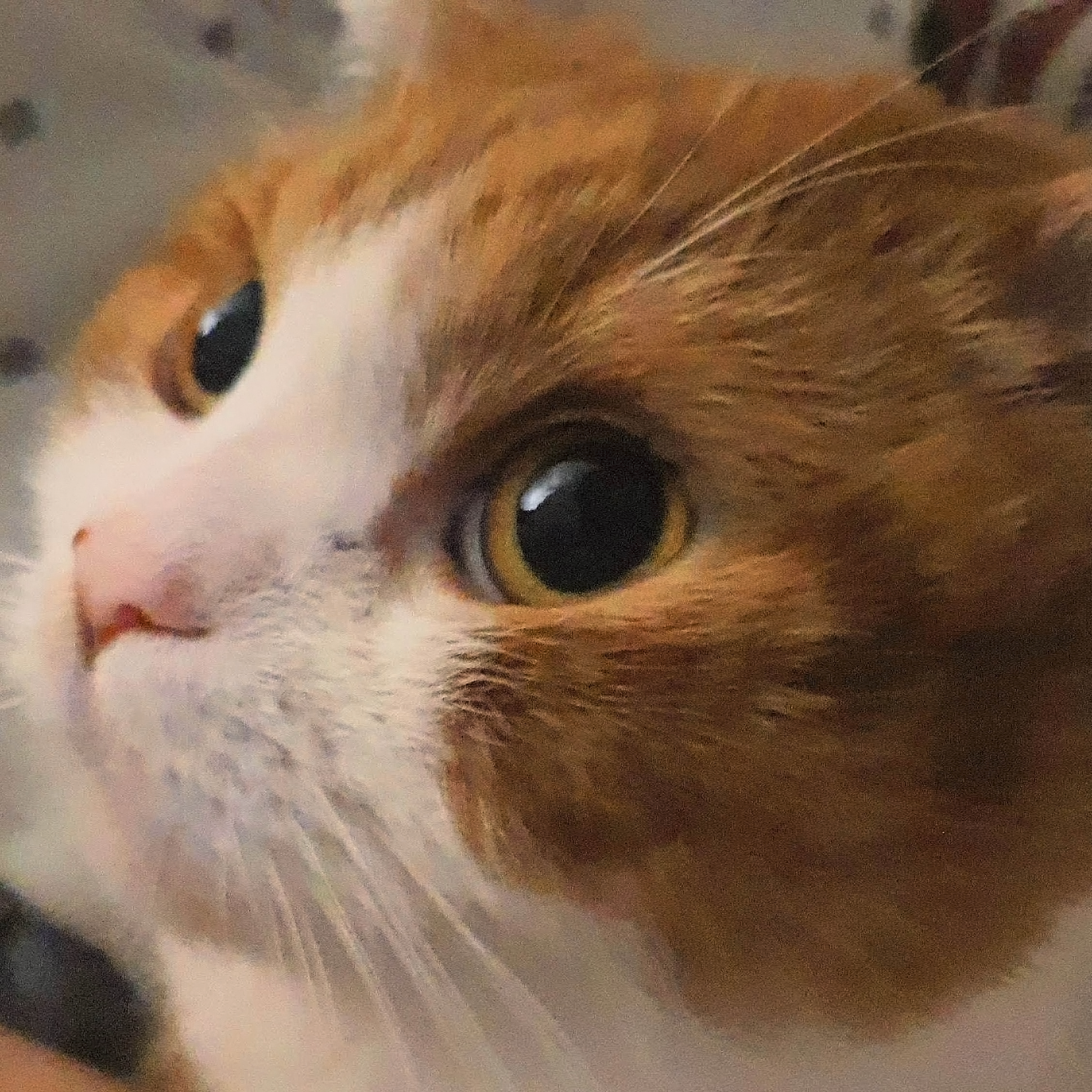 김고영이