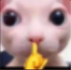 리논o