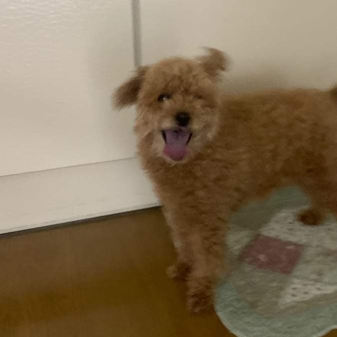 침착한 호랑이 9172749