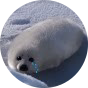 영광굴비