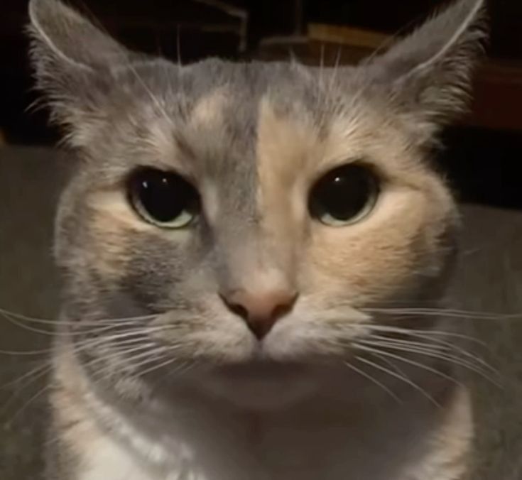 산뜻한 주술사 2516615