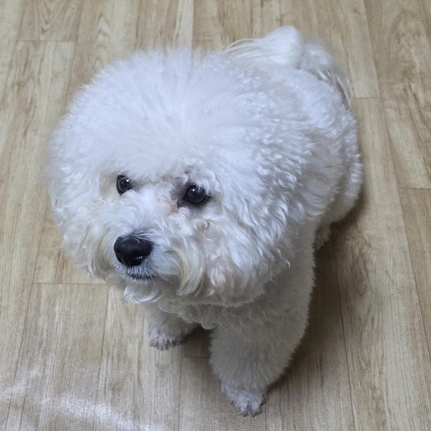 히찌이