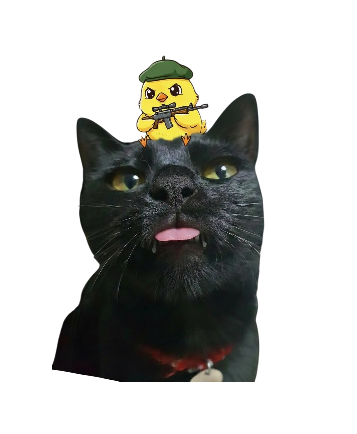 o꼬꼬