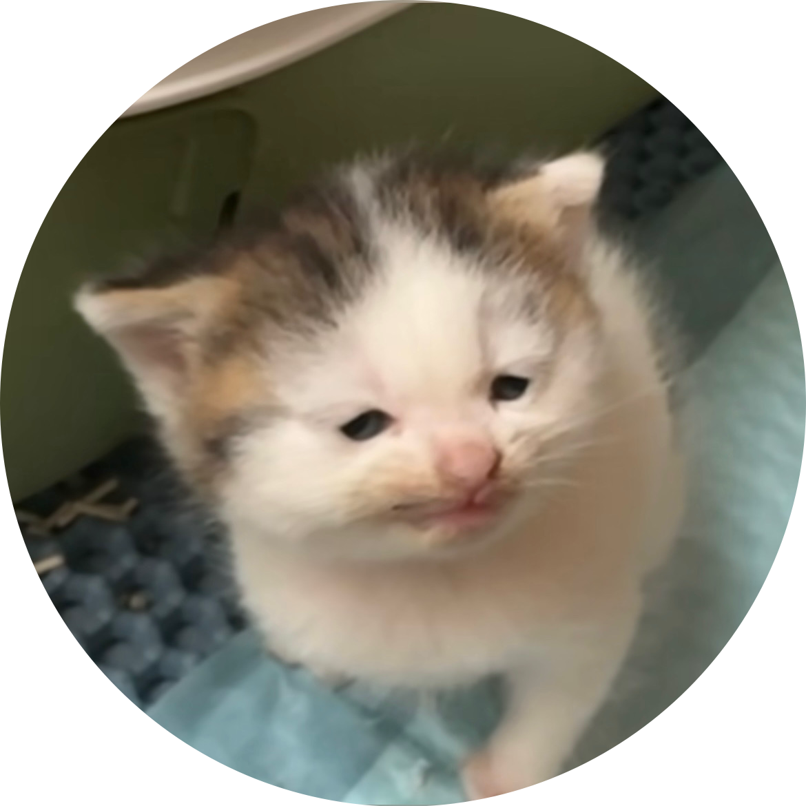 깝태