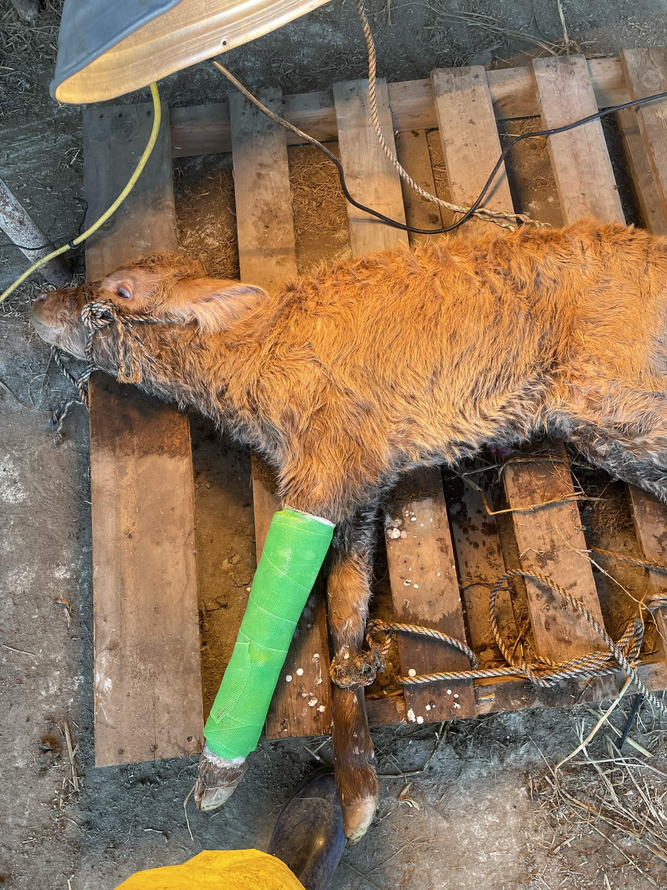 육봉마을송아ㄱ1