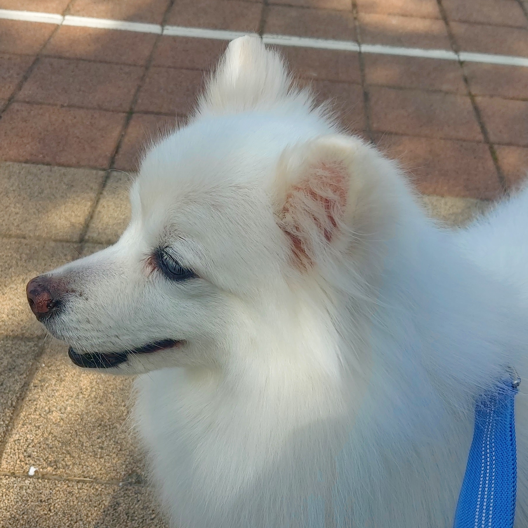 심바루