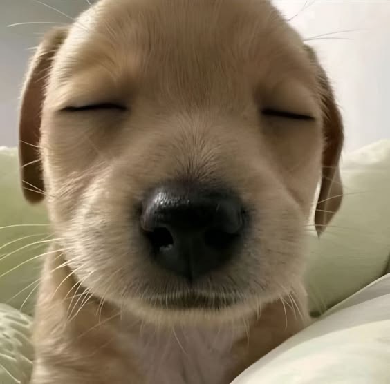 고구ㅁl