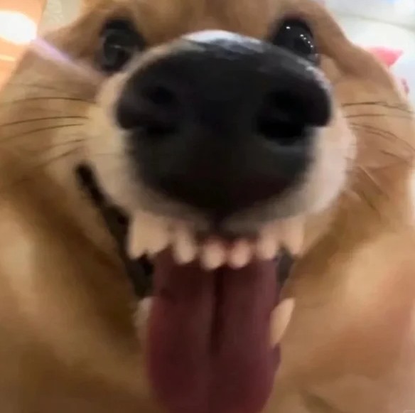 빅참치