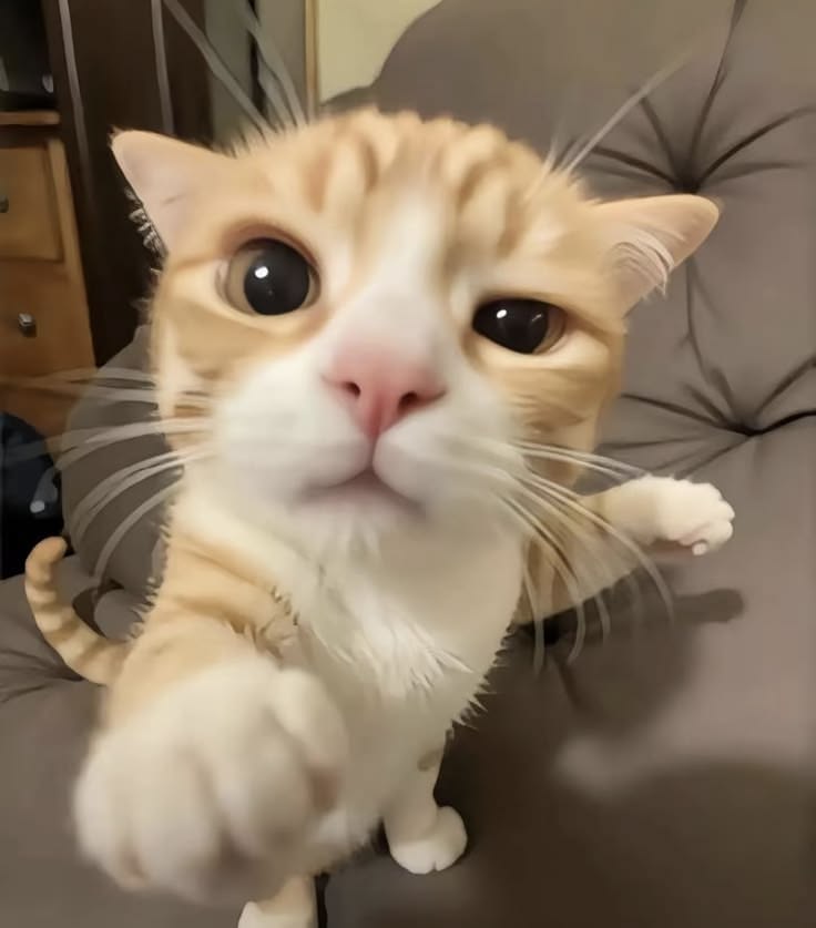 생강은 심심해