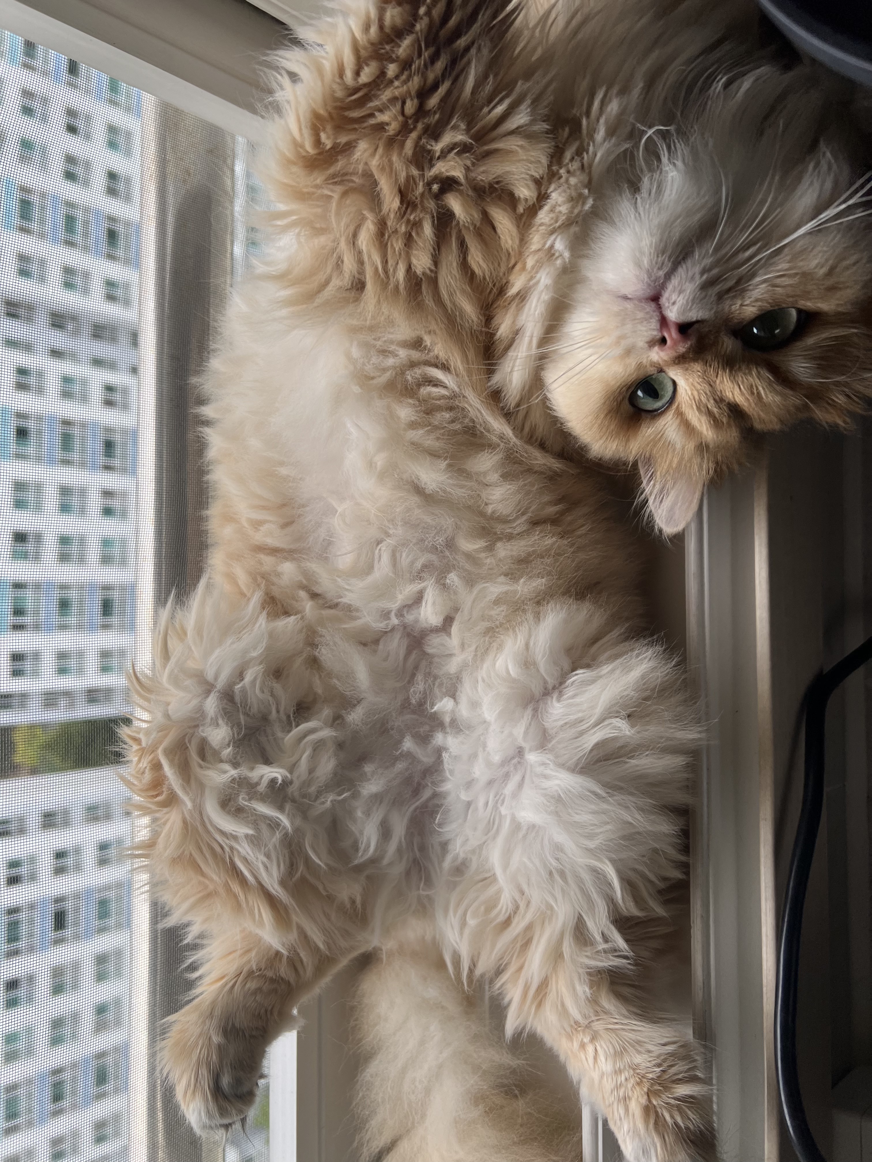 음악하는 고양이