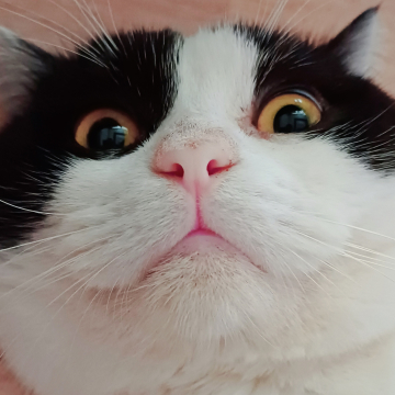 정일호