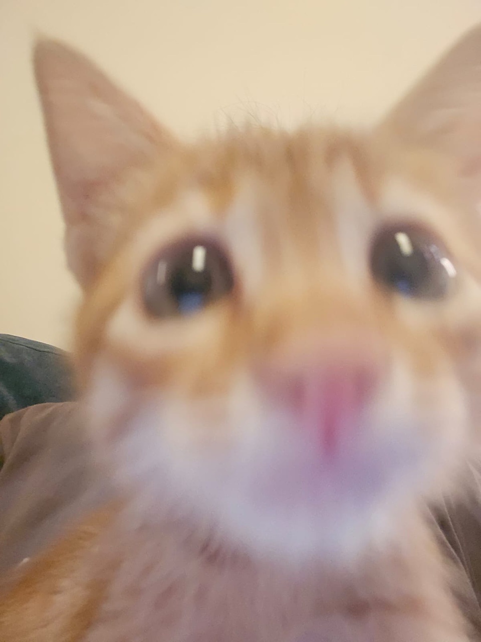 앙최지