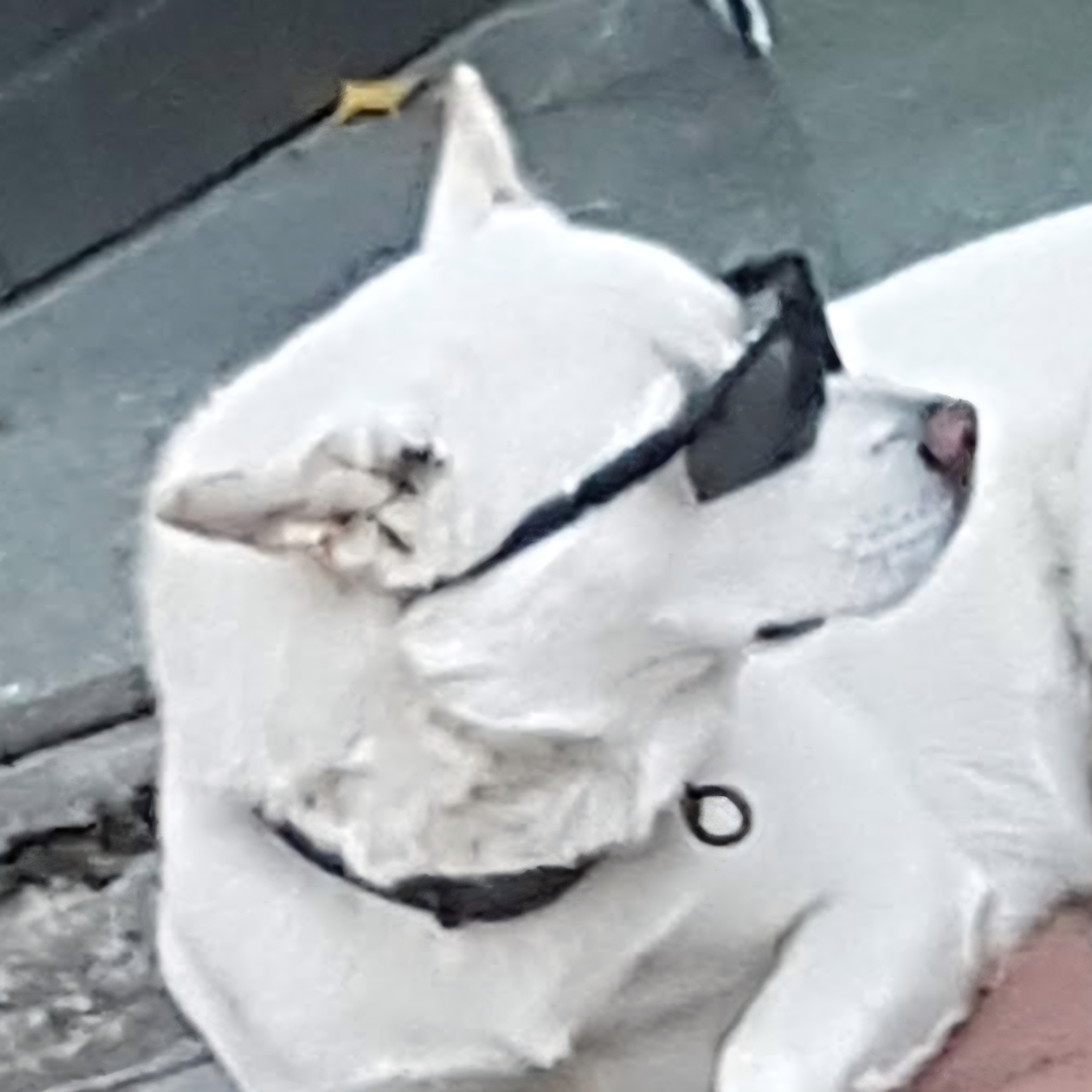 Aㅏ롱