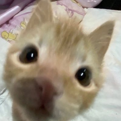 교세이
