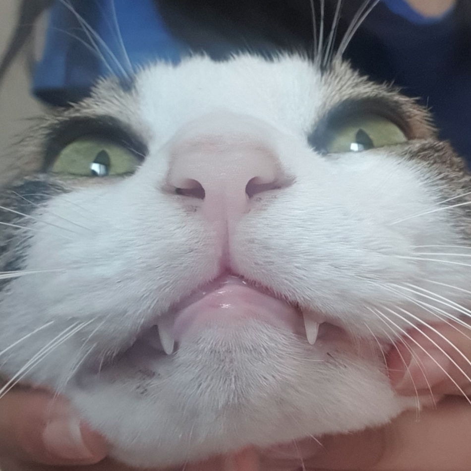 지셈