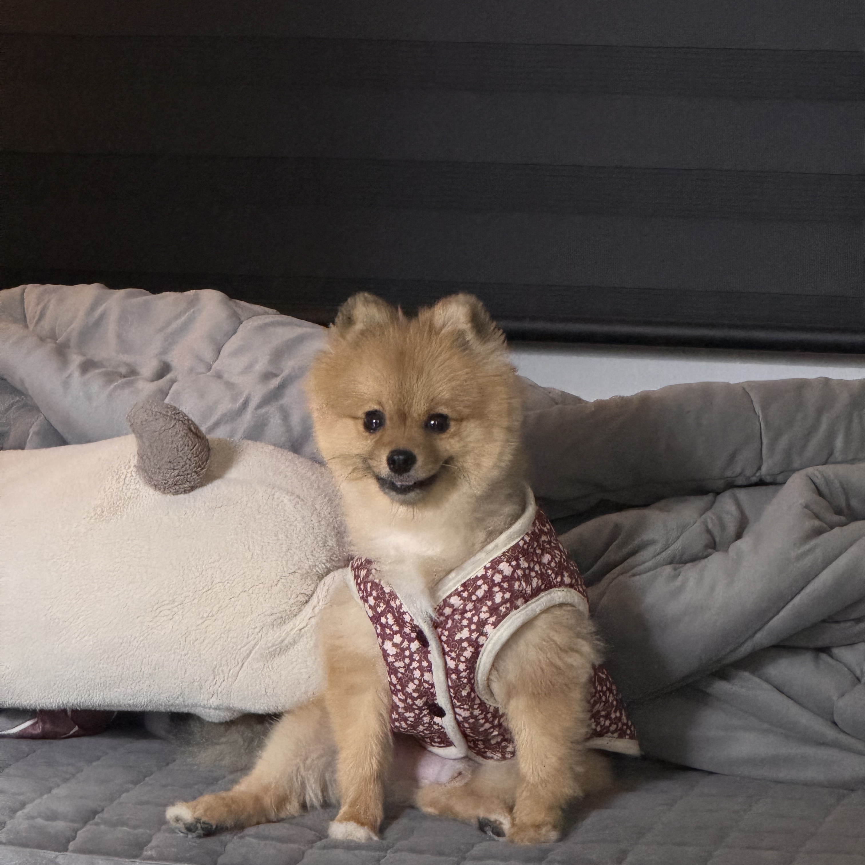 김레옹이