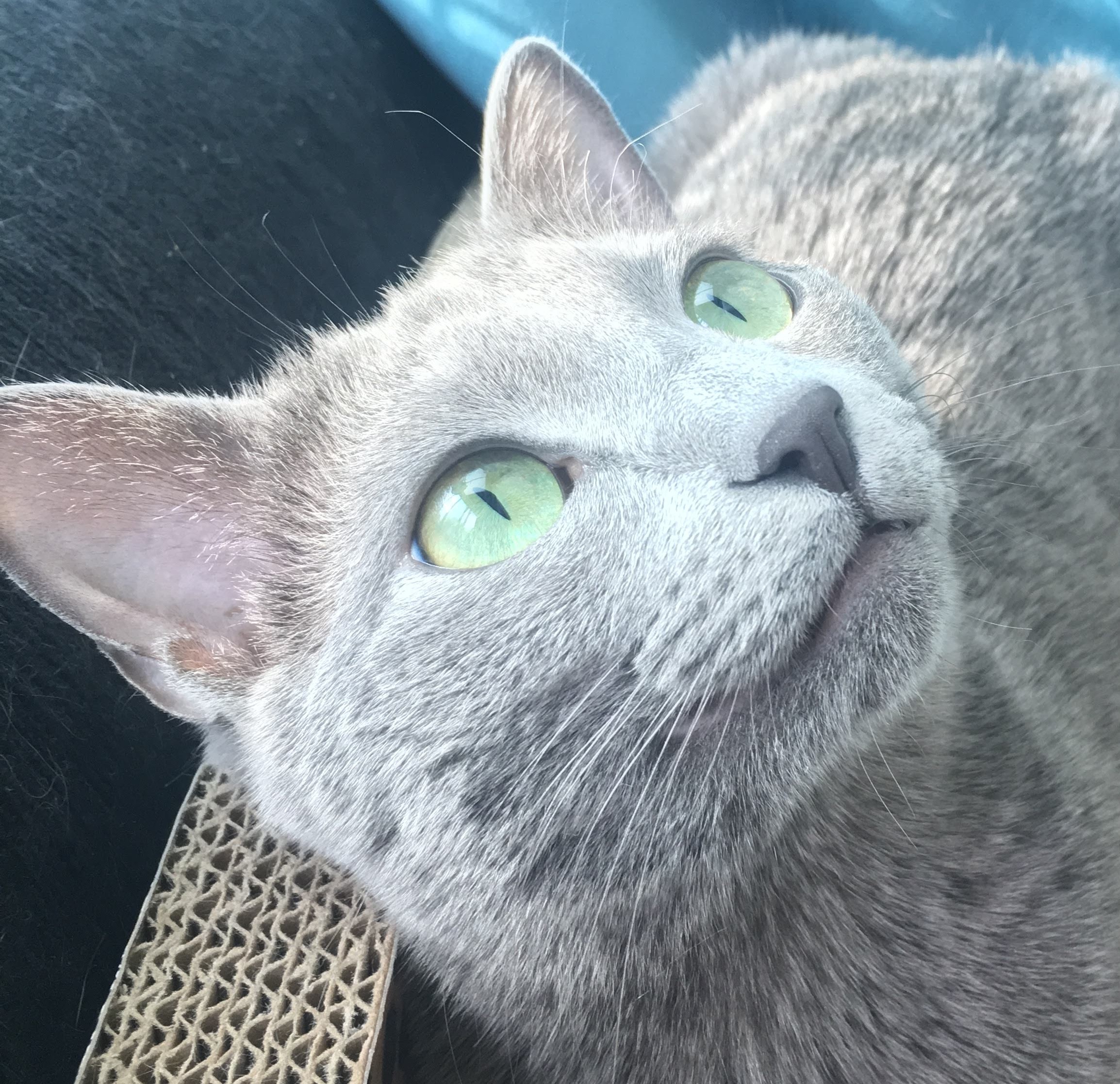 폴키