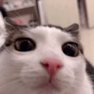 새벽띠