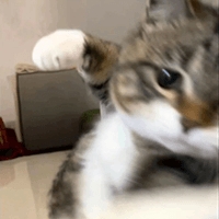 냐옹냐옹사이퍼