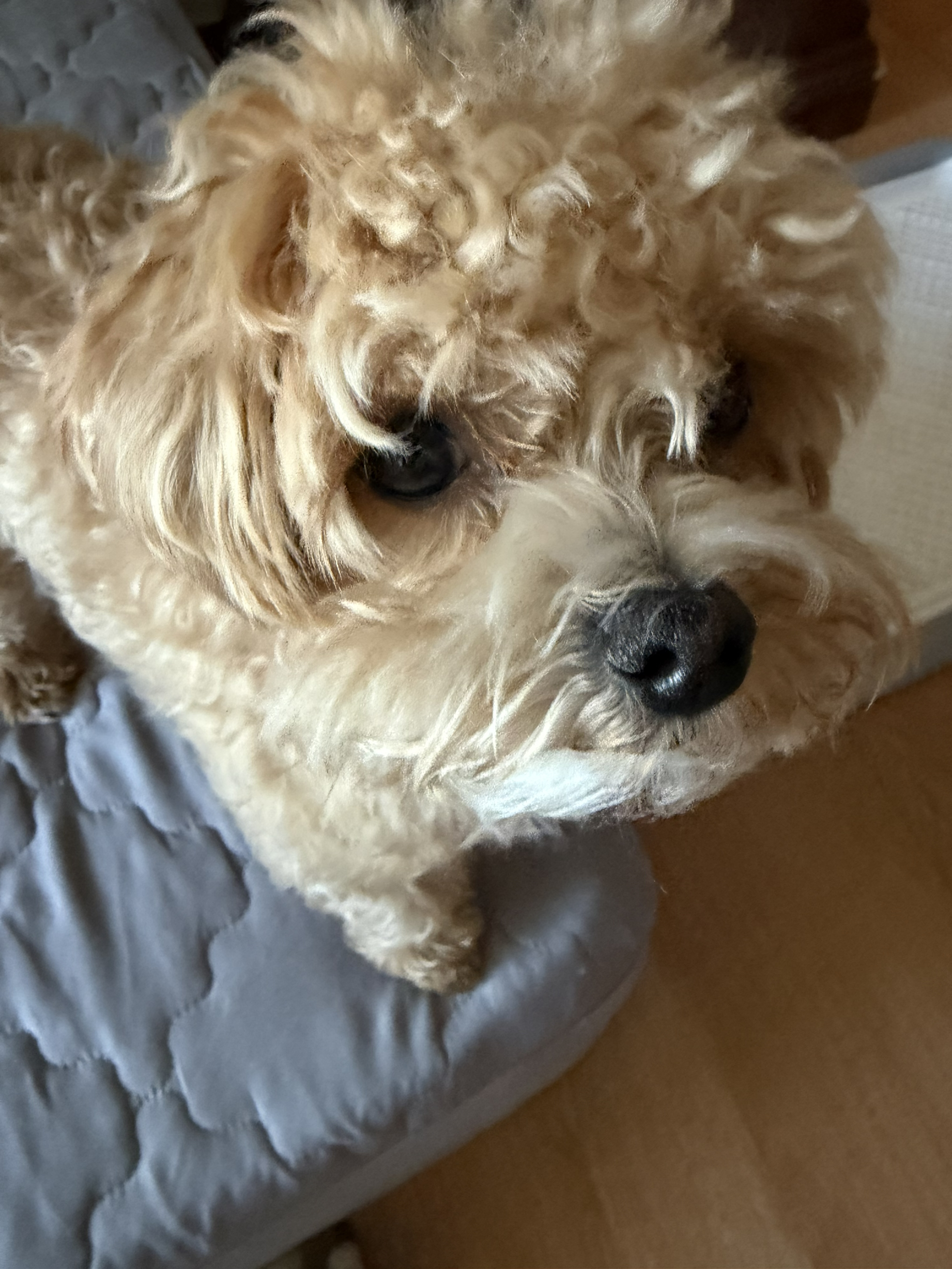 치민11
