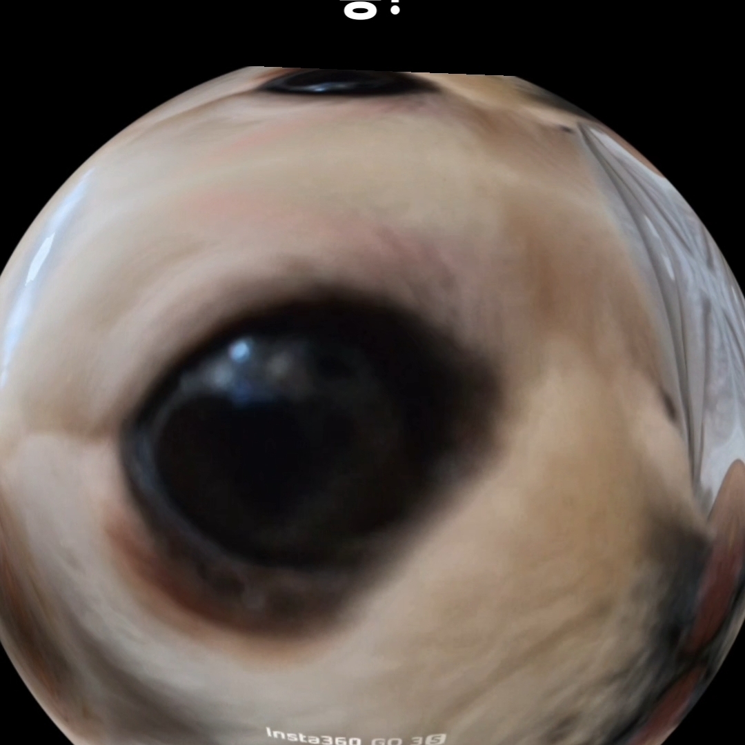 감쟈채