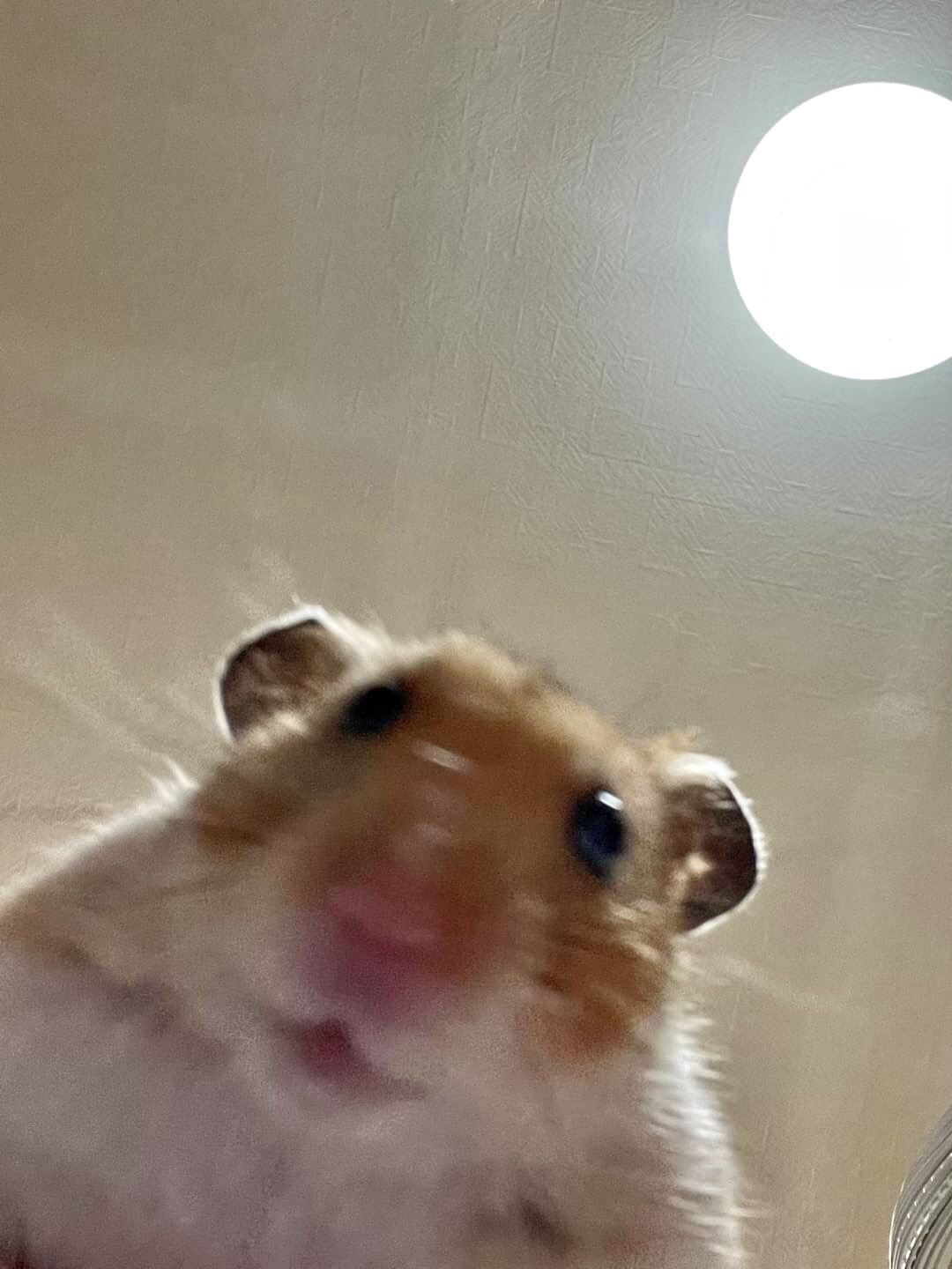 김자인
