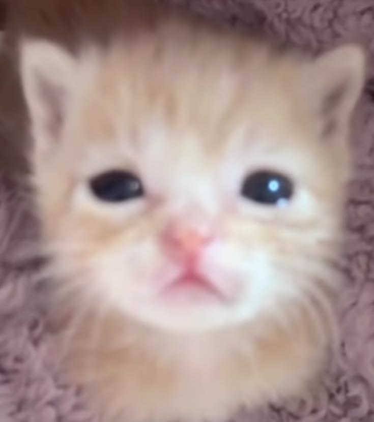 kikcu