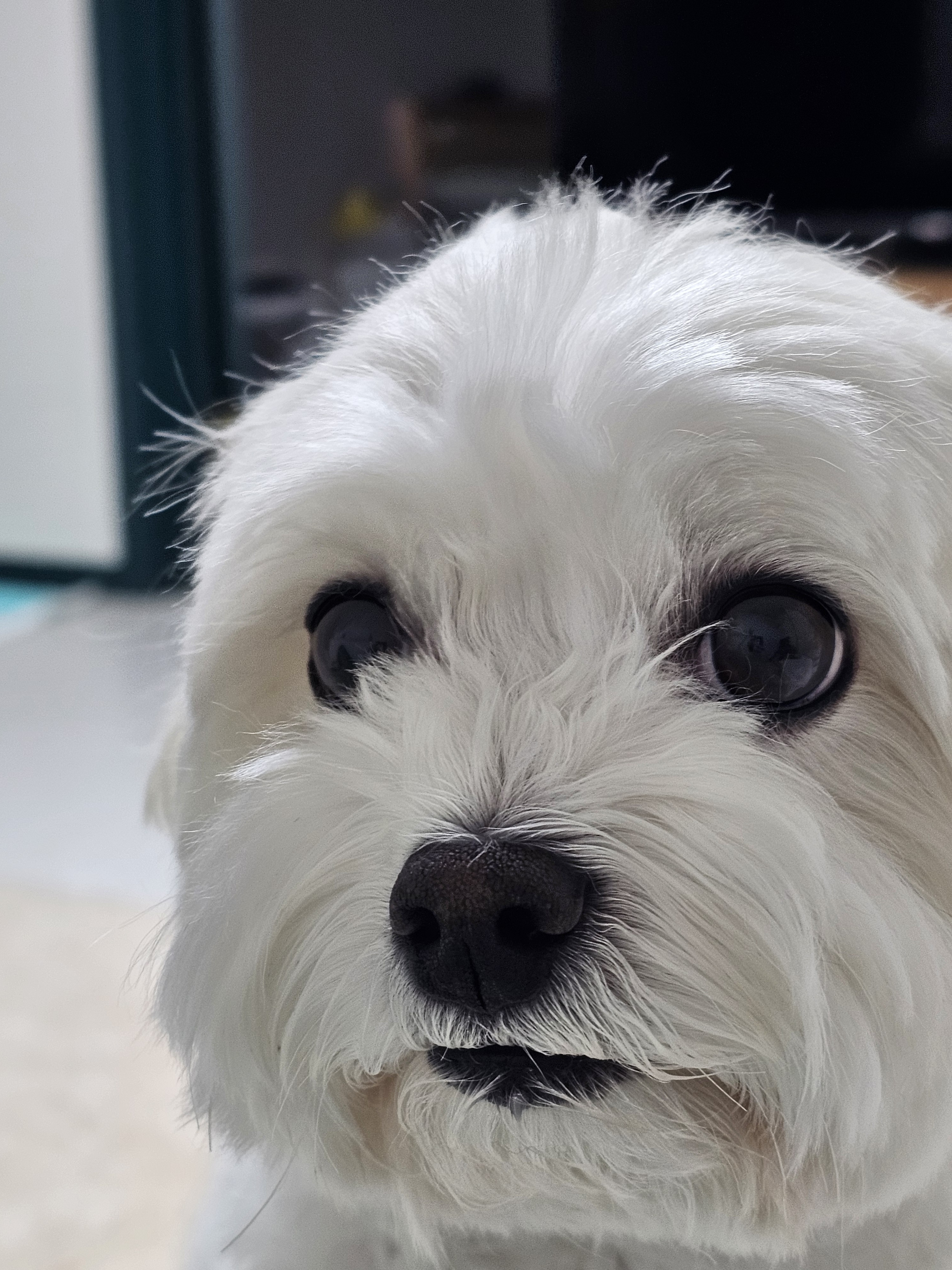 배걸