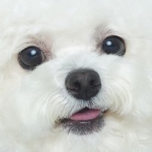 l쫑쫑l