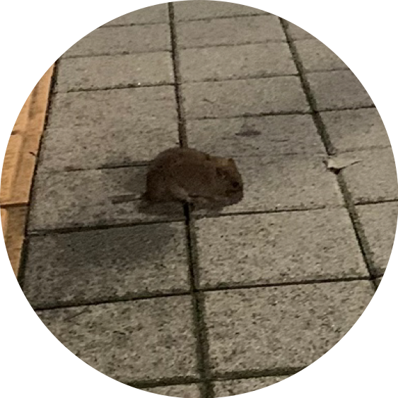 깡총깡총크르릉