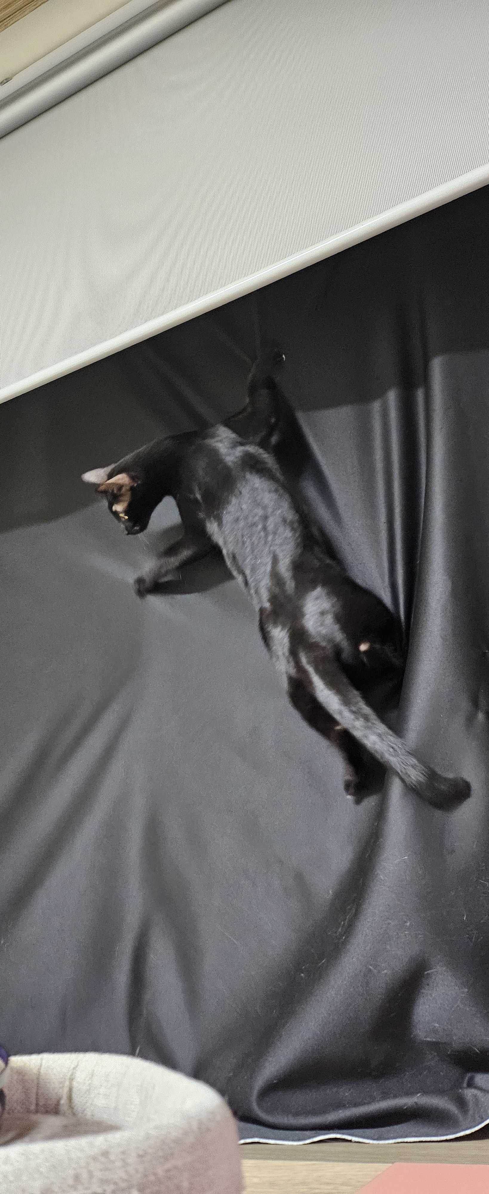 고양이맹이