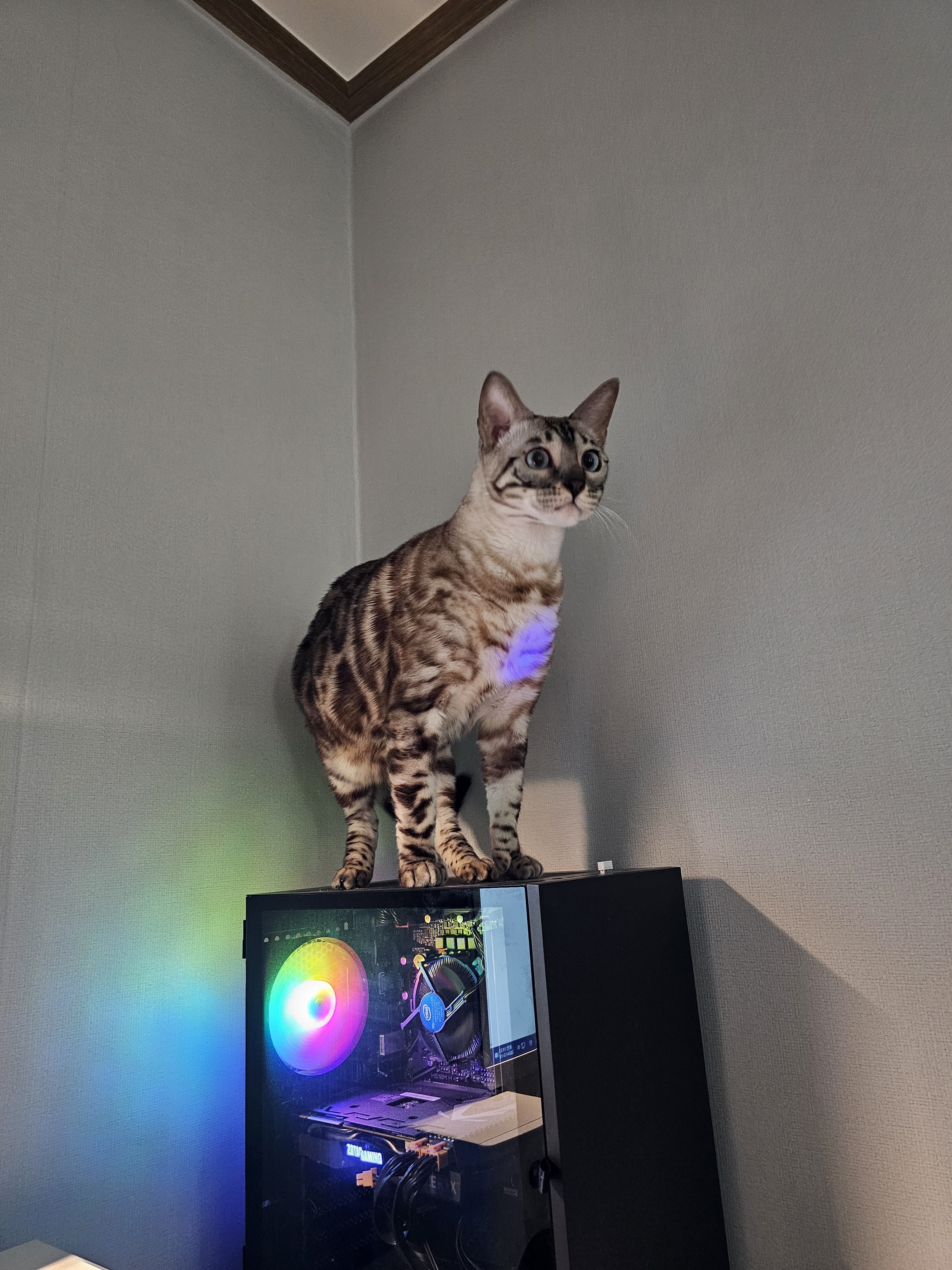 팔라파