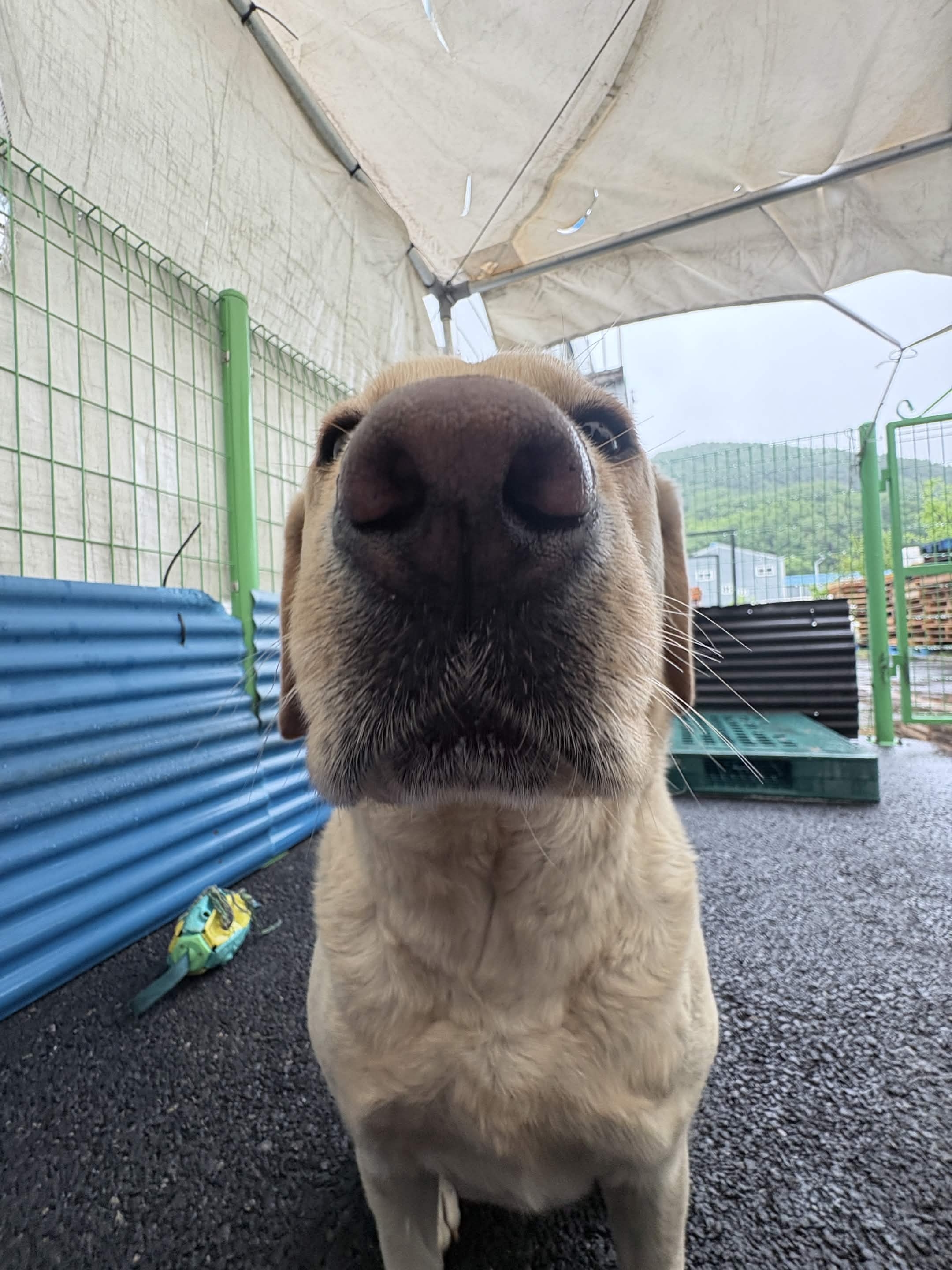 포카츄