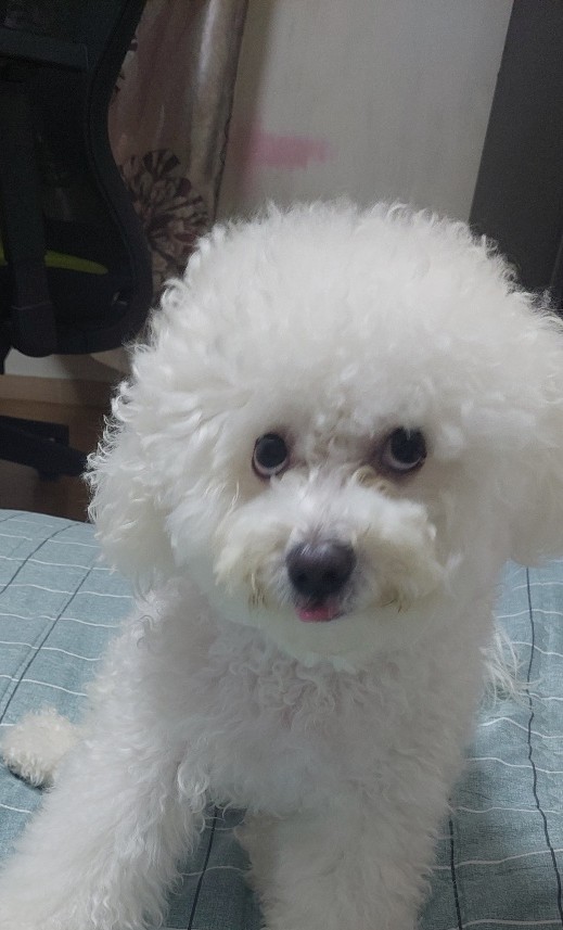 무적치트