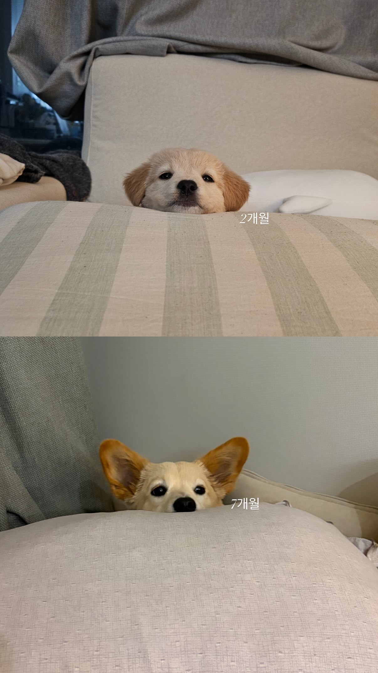 우주최강가나디