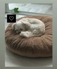 키다리바리