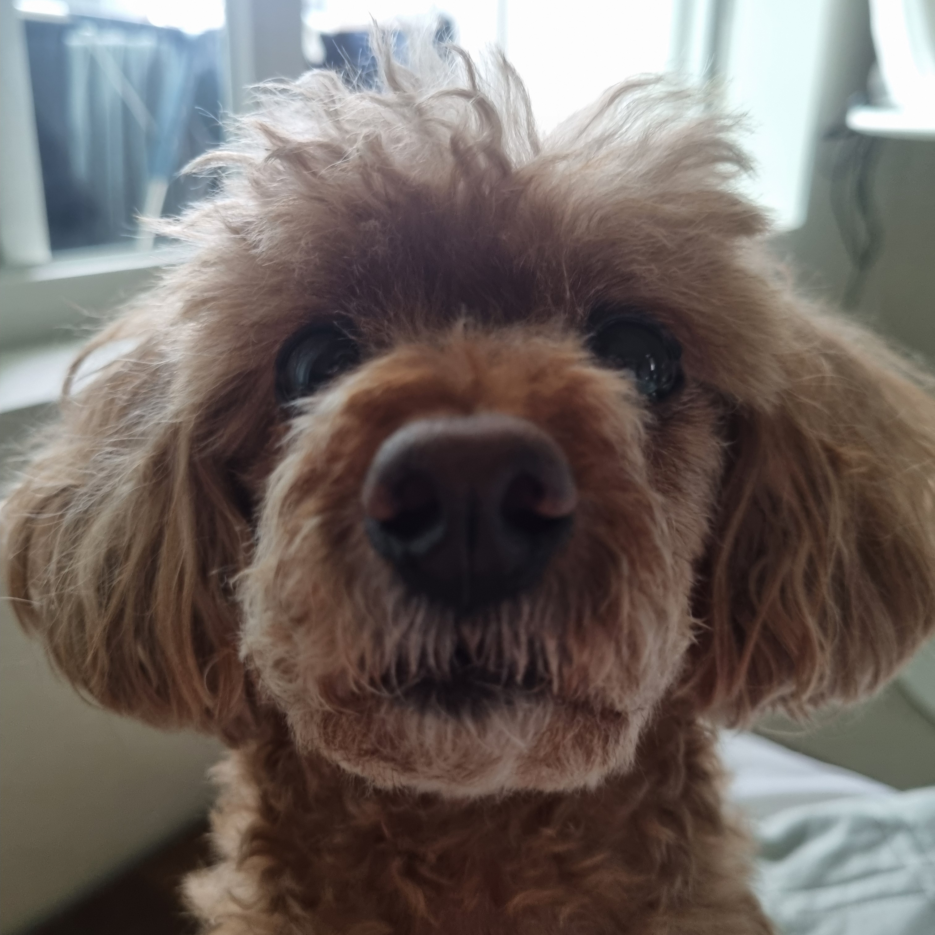 김푸들3