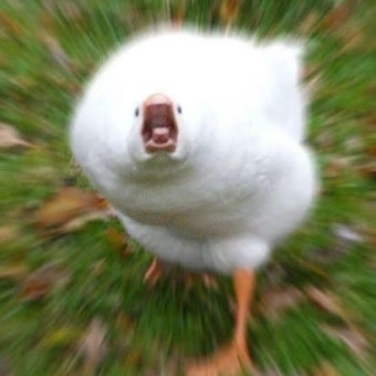 거위돌이